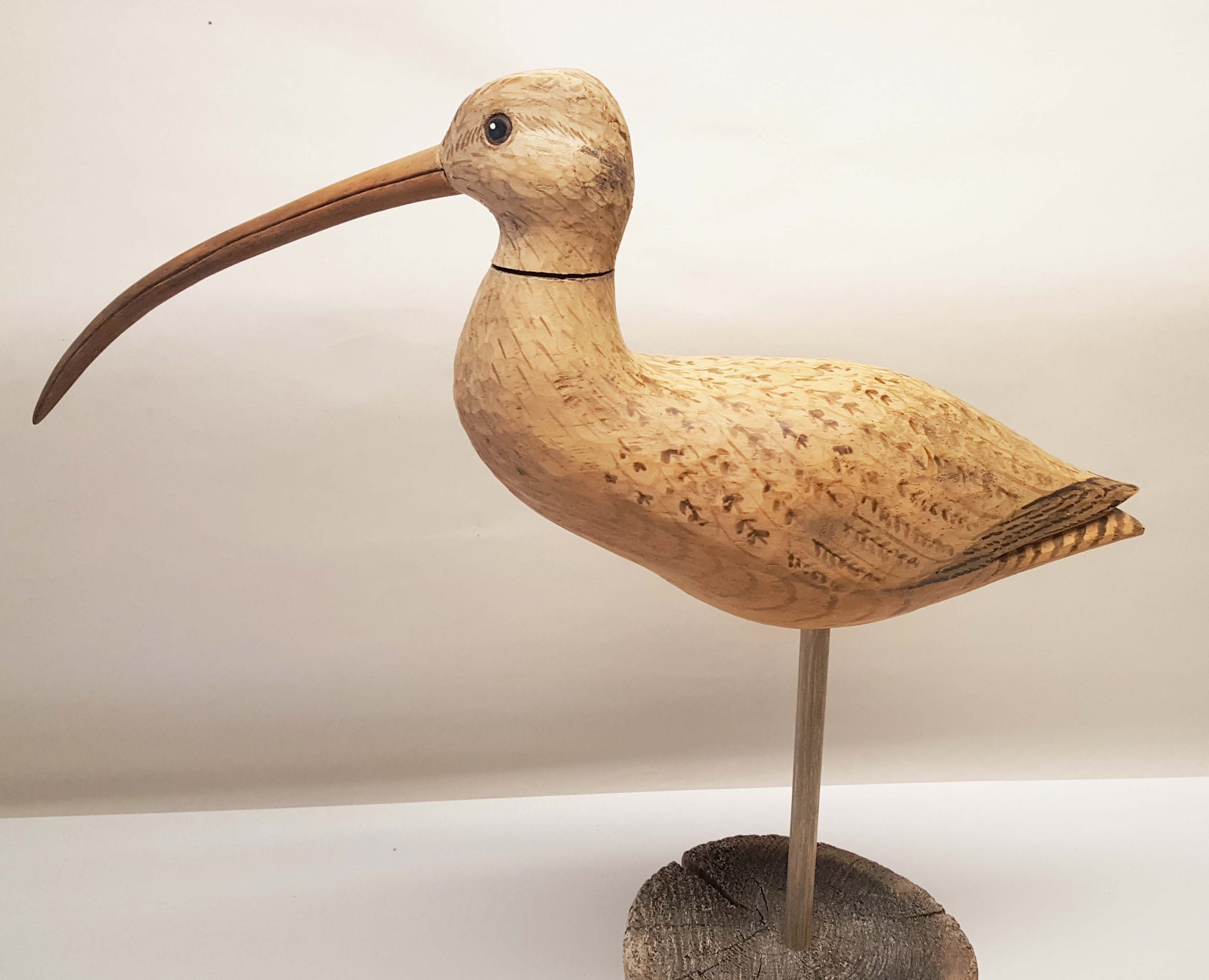 SHOURDS LONG BILLED CURLEW
